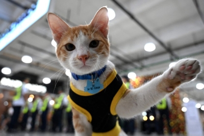 Paw patrol: Philippine security guards adopt stray cats