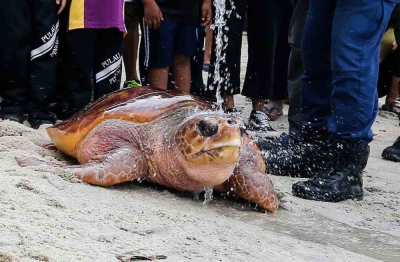 Sabah police: Cops seize nine tonnes of dried turtle meat, endangered marine products worth over RM5.2m in Kudat