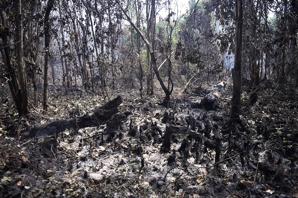 Burnt trees are seen after a peat land fire at Kuala Langat March 3, 2020. Fire prevention is key to protecting peatland swamps and surrounding communities should be at the frontline in such efforts. — Picture by Miera Zulyana