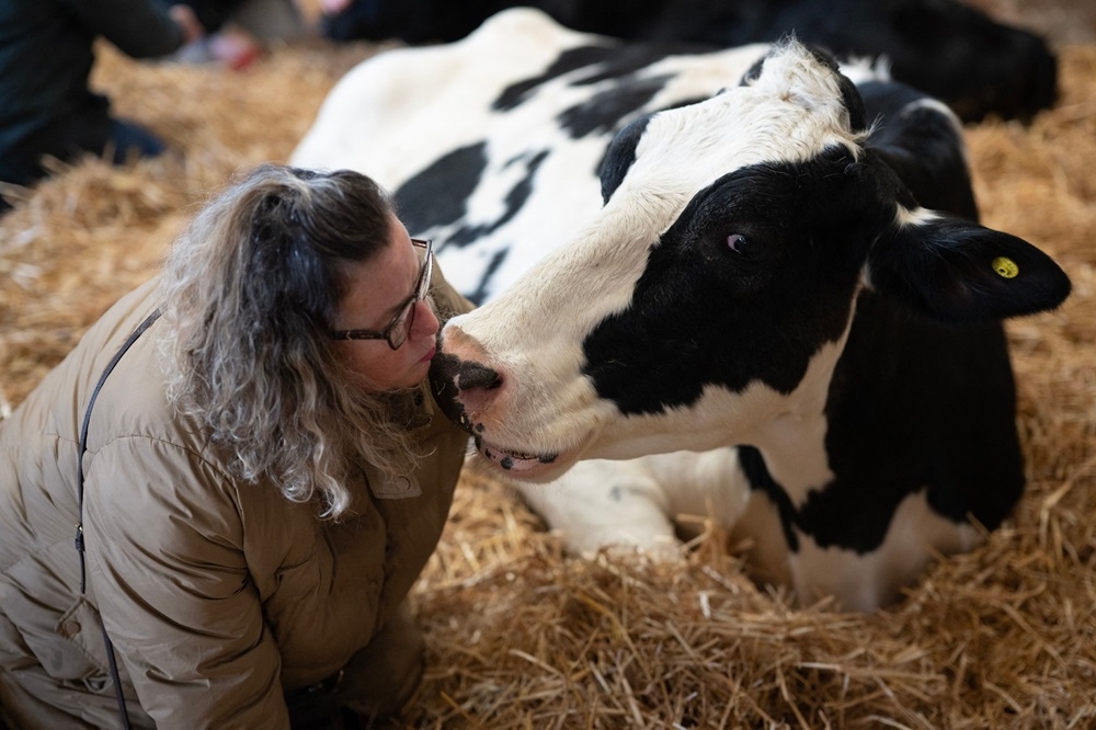 Joanne Gartell takes part in a ‘Cow Cuddling’ experience with a small herd of retired dairy cows on Dumble Farm in Arram, near Beverley, north east England. — AFP pic