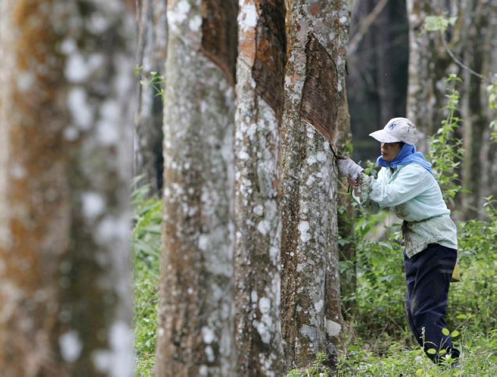 A woman taps a rubber tree at a plantation in Beranang in this February 3, 2009 file picture.Risda allocated RM5.5 million for the implementation of several development programmes in the Kapit Division throughout this year. — Reuters pic