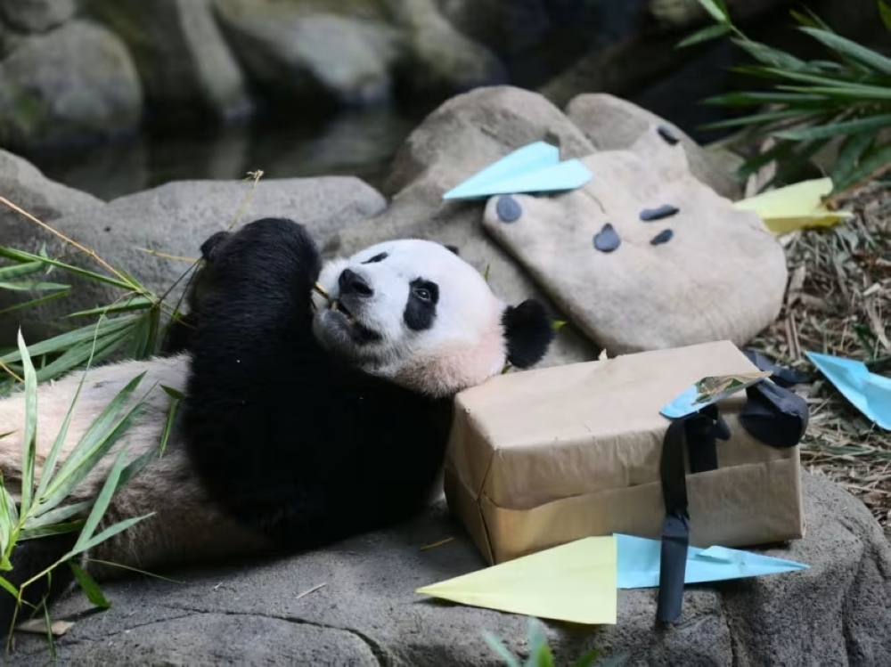 Two-year-old panda cub Le Le attending its farewell event at the River Wonders wildlife park in Singapore on Dec 13, 2023, as authorities prepare to send him to China where he will join the country’s breeding programme. — Picture courtesy of Mandai Wildlife Group via AFP 