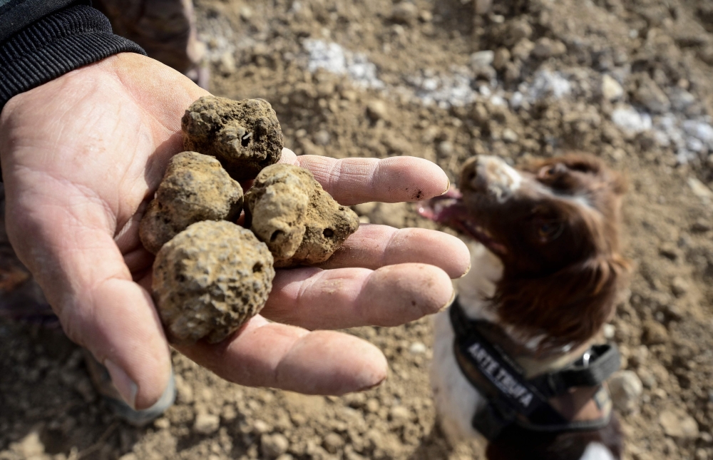 A participant holds four truffles unearthed by his dog during a truffle hunting contest as part of the Truffle International Fair held in Sarrion. — AFP pic 