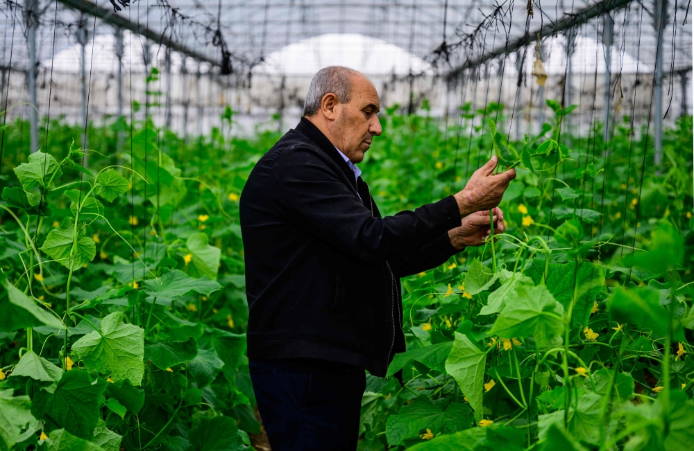 Ibrahim Mawasi, responsible for coordinating volunteer work on farms deprived of Palestinian workers, ties up cucumber plants in a greenhouse in Baqa al-Gharbiya on December 9, 2023. — AFP pic