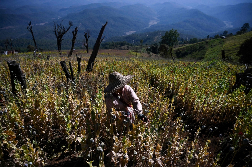 This file photo taken on February 3, 2019 shows a farmer working at an illegal poppy field in Hopong, Myanmar Shan State. — AFP  pic