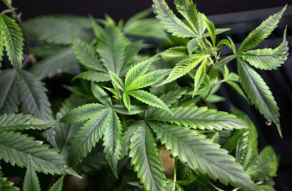 File picture shows marijuana plants for sale being displayed at the medical marijuana farmers market at the California Heritage Market in Los Angeles, California July 11, 2014. — Reuters pic