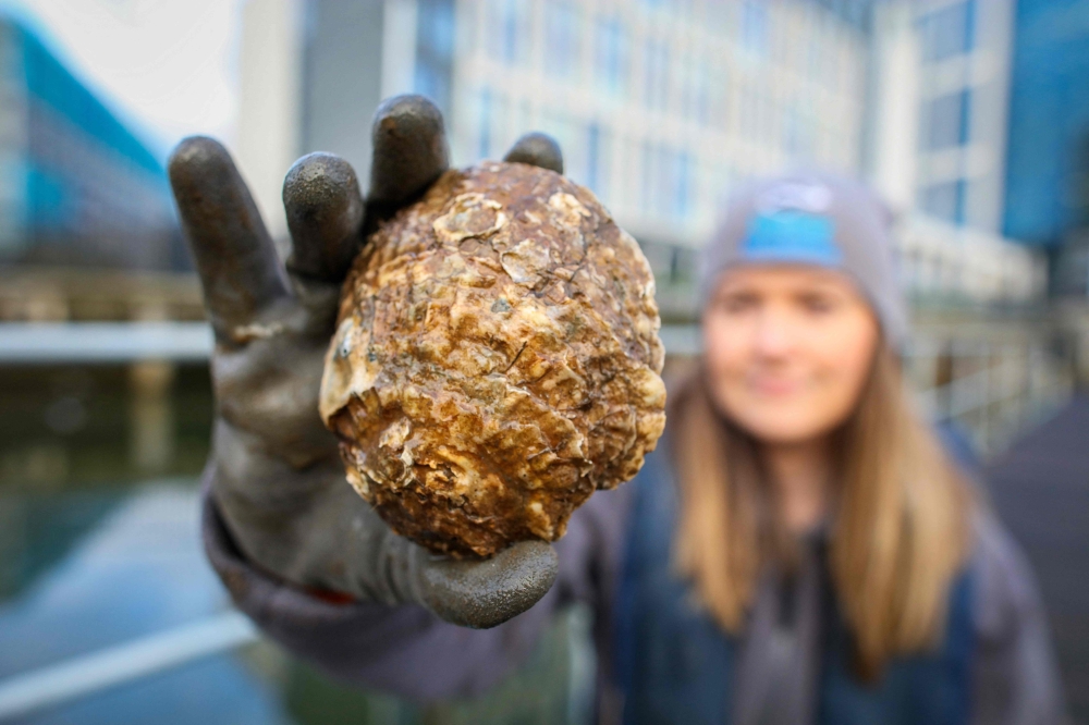 Marine Conservation officer with Ulster Wildlife Rachel Millar, holds an oyster at the City Quays, in Belfast, Northern Ireland, on November 28, 2023. — AFP pic