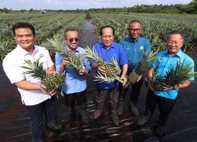 MS16 pineapples expected to enter market in 2025 - Vimarsana News
