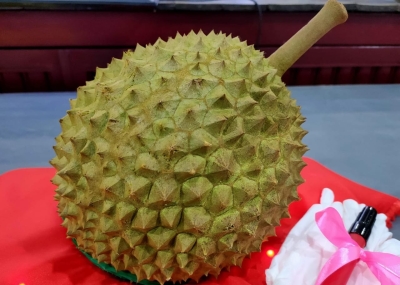 Raub ‘Musang King’ durian fetches RM185,000 at Pahang school fundraiser