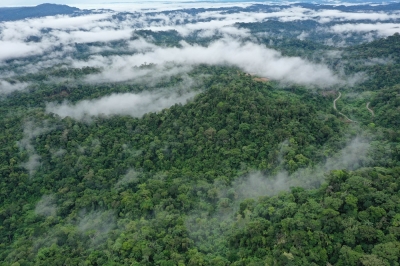 In the Amazon, deforestation is changing the shape of trees