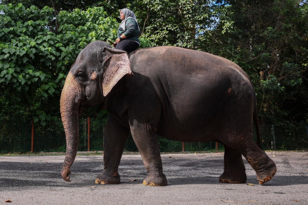 Norain Saudi rides Pian, the 49-year-old female elephant from Myanmar in Temerloh, December 21, 2023. — Bernama pic  
