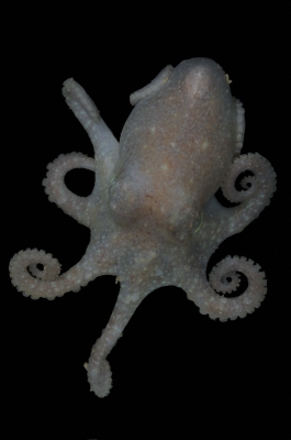 Antarctic octopus DNA reveals ice sheet collapse closer than thought