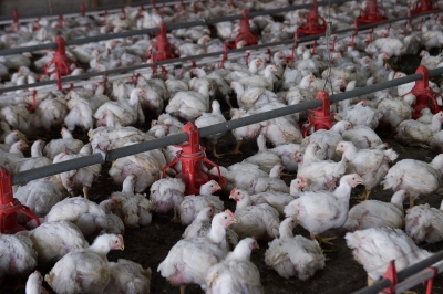 MyCC: RM415.5m penalty on poultry feed cartel over price fixing
