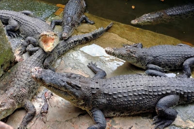 Sabah crocodile population believed to be at healthy level, says zoologist - Vimarsana News