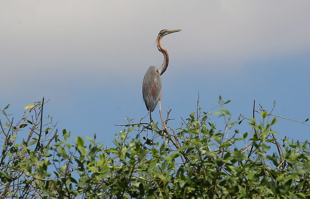 White Stork species, Asian Open Bill found on Pulau Bangau Stork Island in Teluk Intan, Perak, December 25, 2023. — Bernama pic 