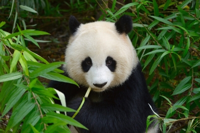 Study: Pandas have their own ‘social network’ for sending messages to one another