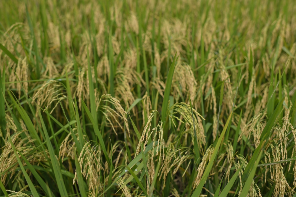 Malaysian Malay Rice Millers’ Association chairman, Mohamad Termizi Yop said the prescribed quota would also help to tackle various issues related to the country’s rice supply, such as misappropriation and fraud, which have led to the recent shortage. — Bernama pic