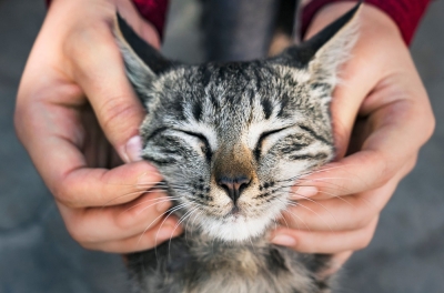 Do cats need chiropractors? There’s a community on the internet that thinks so (VIDEO)