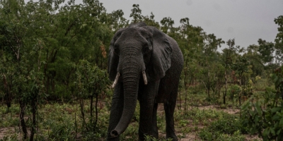 Heartbreak in Zimbabwe park: Elephants’ desperate hunt for water