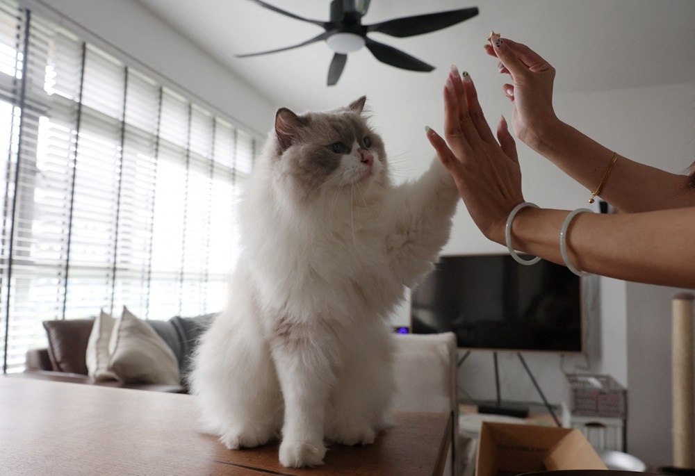 Owner Sunny Leong, 30, gives cat treats to her Ragdoll cat, Mooncake, in her Housing and Development Board (HDB) flat in Singapore December 19, 2023. ― Reuters pic