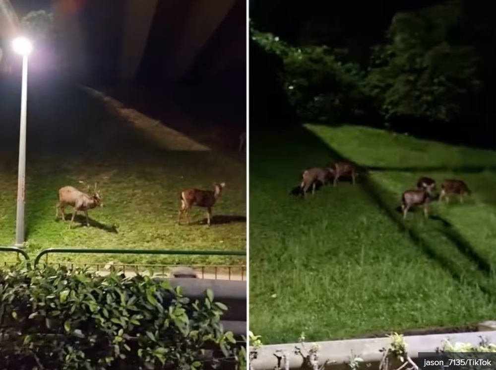 A herd of sambar deer was captured grazing openly along the Bukit Timah Expressway in a TikTok video by Jason Ng. — Picture via TikTok/jason_7135