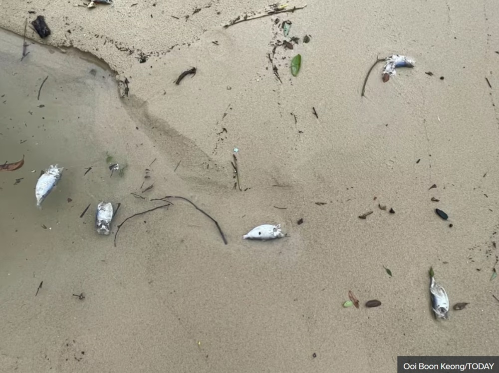 Dead fish that were washed ashore on Sembawang Beach in Singapore January 3, 2024. — TODAY pic