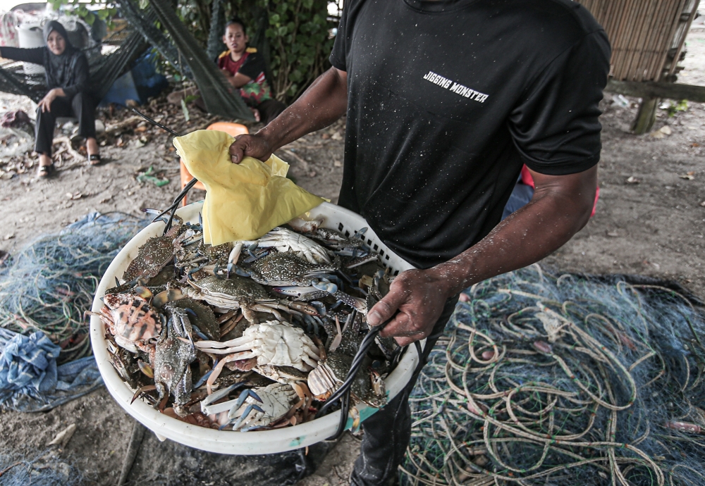 File picture of a fisherman holding crabs caught at Pantai Teluk Senangin. Seafood outlets in Teluk Nipah, Pulau Pangkor that allegedly sold overpriced products were raided by the Domestic Trade and Cost of Living Ministry. — Picture by Farhan Najib