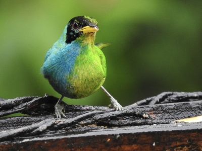 In Colombia, rare bird flaunts male and female feathers