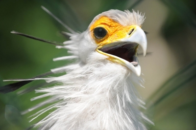Study: Africa’s large birds of prey facing ‘extinction crisis’ 