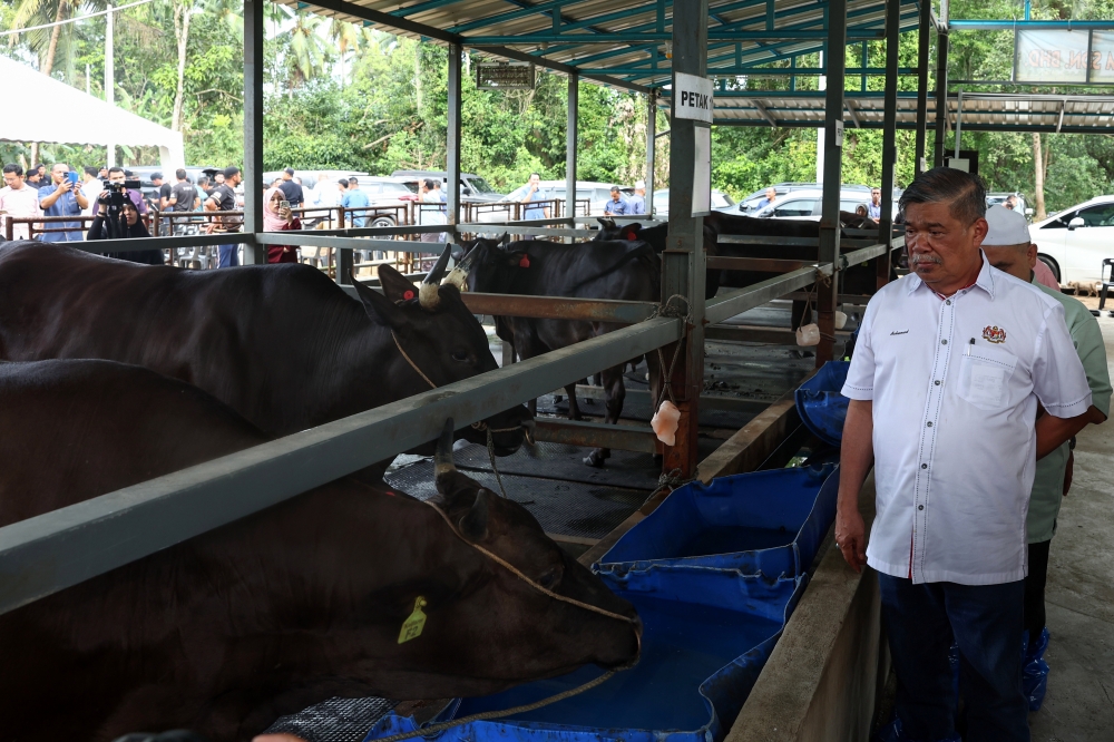 Agriculture and Food Security Minister Datuk Seri Mohamad Sabu visits a cattle breeding and farming centre at Kampung Seneng Jelawat in Bachok, Kelantan, January 8, 2024. — Bernama pic  
