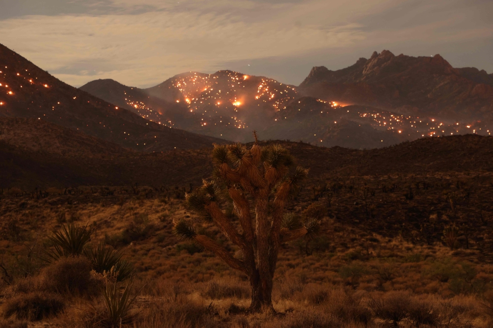 A Joshua Tree is seen as the York fire burns in the distance in the Mojave National Preserve on July 30, 2023. The year of 2023 was the hottest on record, with the increase in Earth's surface temperature nearly crossing the critical threshold of 1.5 degrees Celsius, EU climate monitors said on January 9, 2023. — AFP pic 