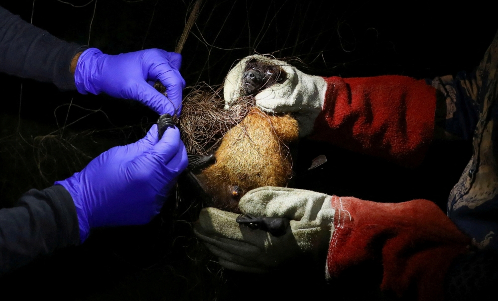 Field lab assistants catch a bat in their net as they collect specimens for their Nipah virus research in the Shuvarampur area of Faridpur, Bangladesh, September 14, 2021. — Reuters file pic