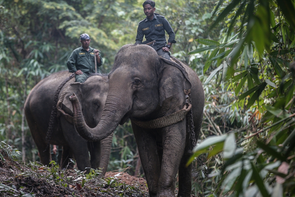 Department of Wildlife Protection and National Parks (Perhilitan) personnel with two female elephants that helped to catch a wild male elephant at Kampung Keeb, Pos Legap in Sungai Siput, Perak, January 8, 2024. — Picture by Farhan Najib