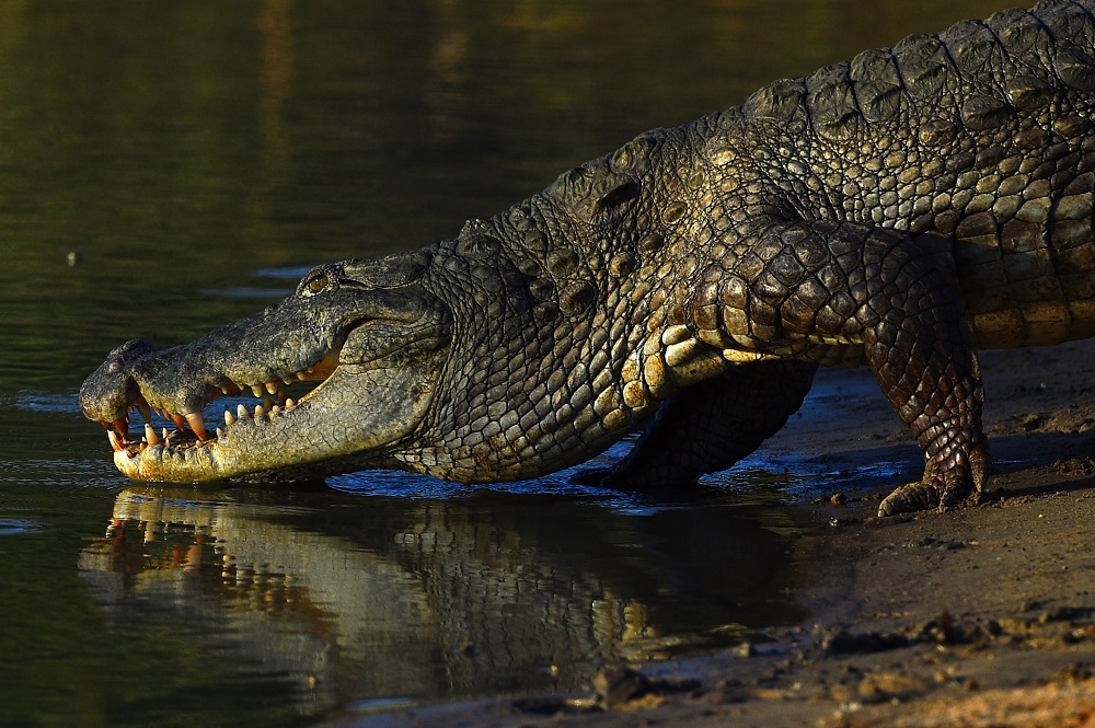 The Sarawak Forestry Corporation advised those residing in Kampung Nonok and Kampung Sampun to be extra cautious, especially when going to the river, after a large crocodile was said to have been spotted at the river near the two villages. — AFP pic