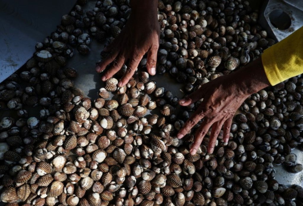 Individuals can be fined up to RM20,000 or jailed up to two years, or both, if they are found to be involved in unauthorised collection of cockle spats. — Bernama pic