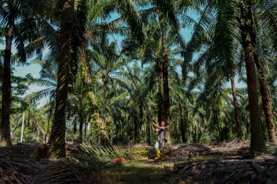 In Sarawak, Dayak oil palm planters say willing to pay for NCR land surveys to speed up process
