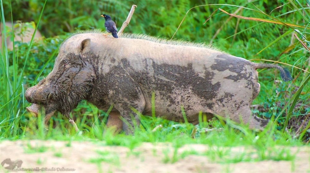 Bearded pigs in the Lower Kinabatangan Wildlife Sanctuary have now become a rare sighting since ASF hit Sabah in 2020. ― Picture by Rudi Delvaux