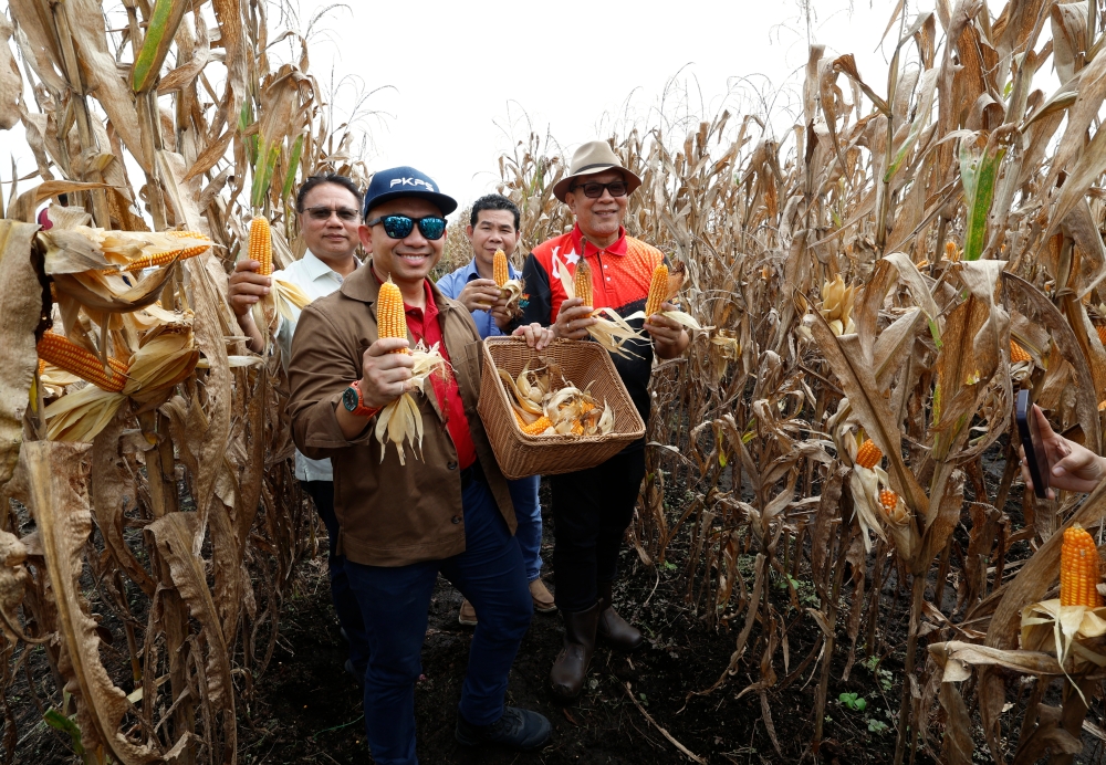 Selangor Infrastructure and Agriculture Committee chairman Izham Hashim (right) said the grain maize was the first harvest from the crop project launched last year, involving an area of 16.9 hectares out of a total of 121 hectares. — Bernama pic
