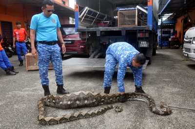 Civil Defence Force: Monster batik python caught in Terengganu, two goats later