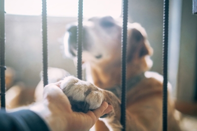 Study reveals impact of forced separation between humans and their pets