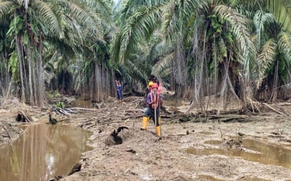 MPOGCF and Sime Darby Plantation hope their peatland rehabilitation programme in Bintulu, Sarawak will be an industry pioneer. — Picture courtesy of MPOGCF