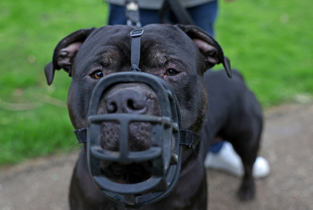 Muzzled XL Bully dog 'Duke' is taken for a walk by owner Terry Wigzell ahead of his application for an exemption following the banning of the breed by the British government, in London, Britain, January 12, 2024. — Reuters pic