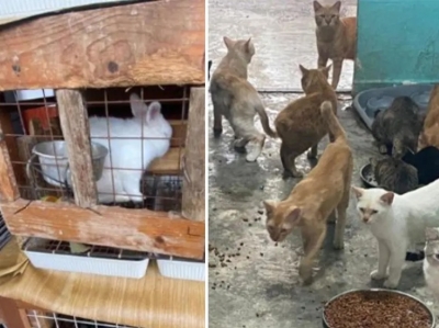 Singapore SPCA: 79 per cent jump in reported cases of animal cruelty and welfare issues in 2023, highest in 11 years - Vimarsana News