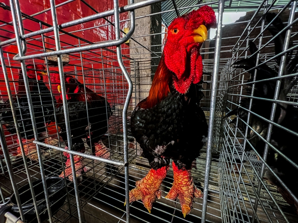 Dong Tao chickens, also known as ‘Dragon Chicken’, are seen at Dong Tao village, in Hung Yen province, Vietnam, January 31, 2024. — Reuters pic 