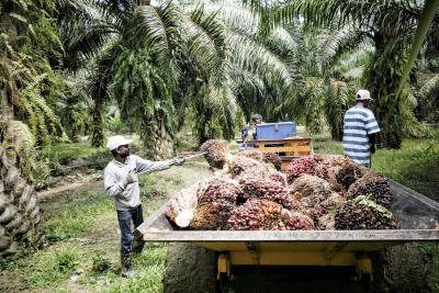 Johari Ghani: Malaysia, Indonesia to strengthen collaboration on oil palm industry