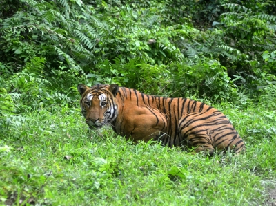 India’s tigers climb high as climate, human pressure rises