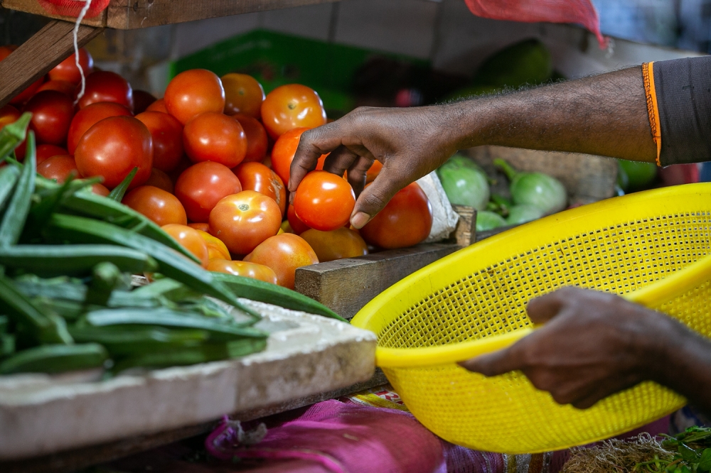 Yesterday’s wholesale tomato prices ranged from approximately RM5.30 to RM6 per kg, with wholesalers attributing a cost increase on February 9, reaching RM6.70 per kg. — Picture by Raymond Manuel