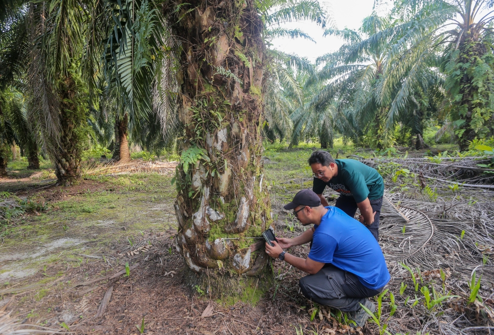 MPOGCF initiates and supports sustainable practices within the Malaysian palm oil industry.