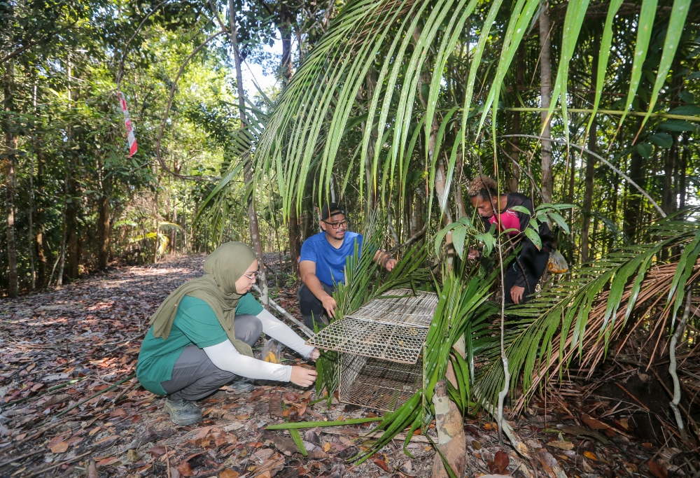 Researchers from UKM prepared a trap for biodiversity research on palm oil plantations in Johore recently.