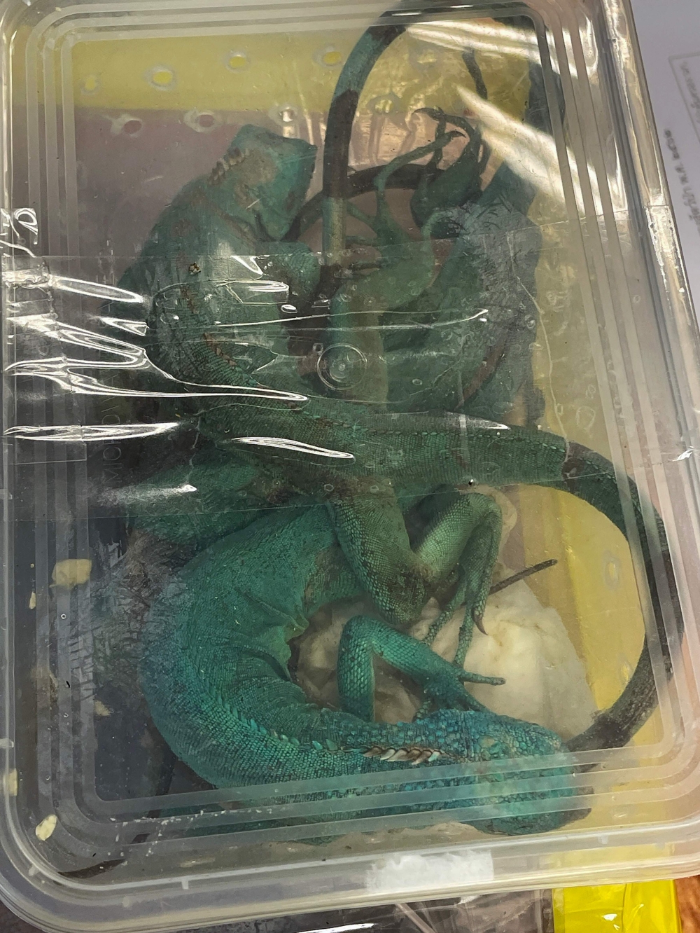 A Mongolian man has been arrested at Thailand’s main airport for allegedly trying to smuggle komodo dragons, pythons, tortoises and 24 live fish out of the country. — AFP pic/Thailand’s Customs Department